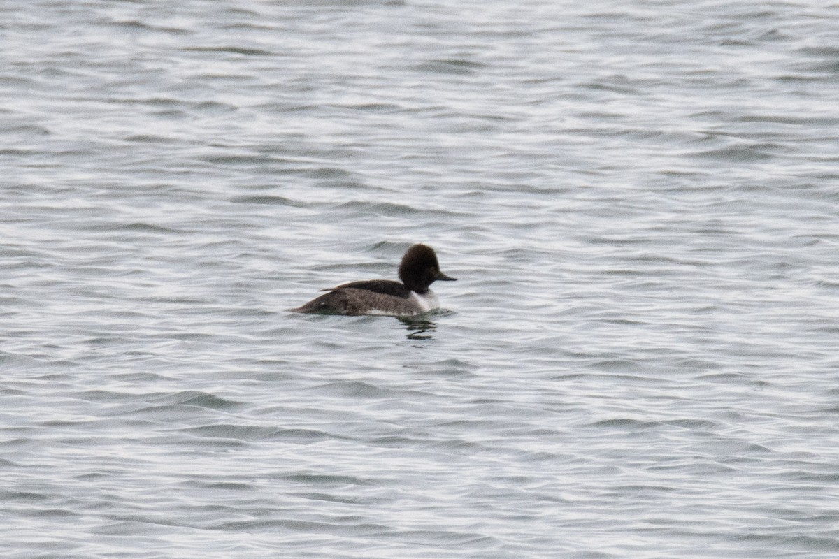 Common Goldeneye x Hooded Merganser (hybrid) - ML646279826