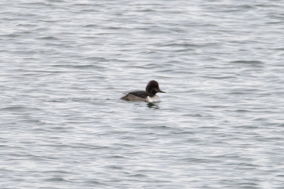 Common Goldeneye x Hooded Merganser (hybrid) - ML646279827