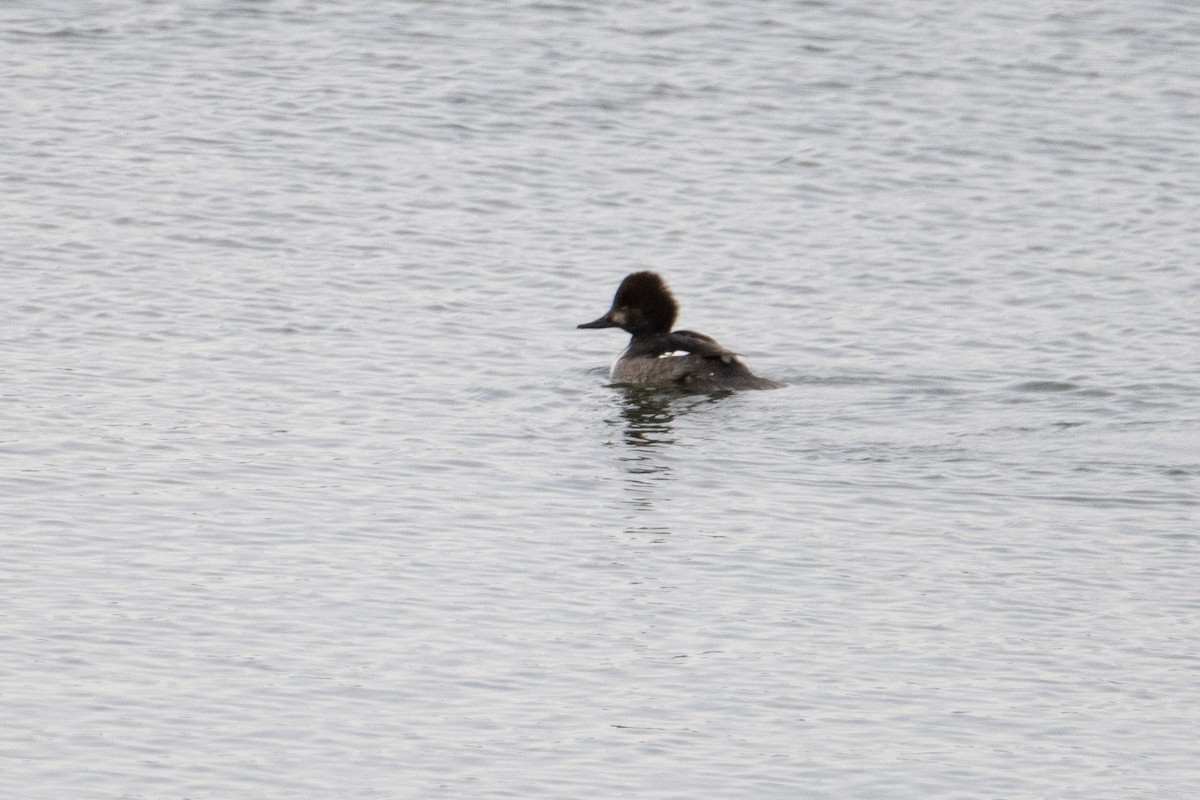 Common Goldeneye x Hooded Merganser (hybrid) - ML646279829