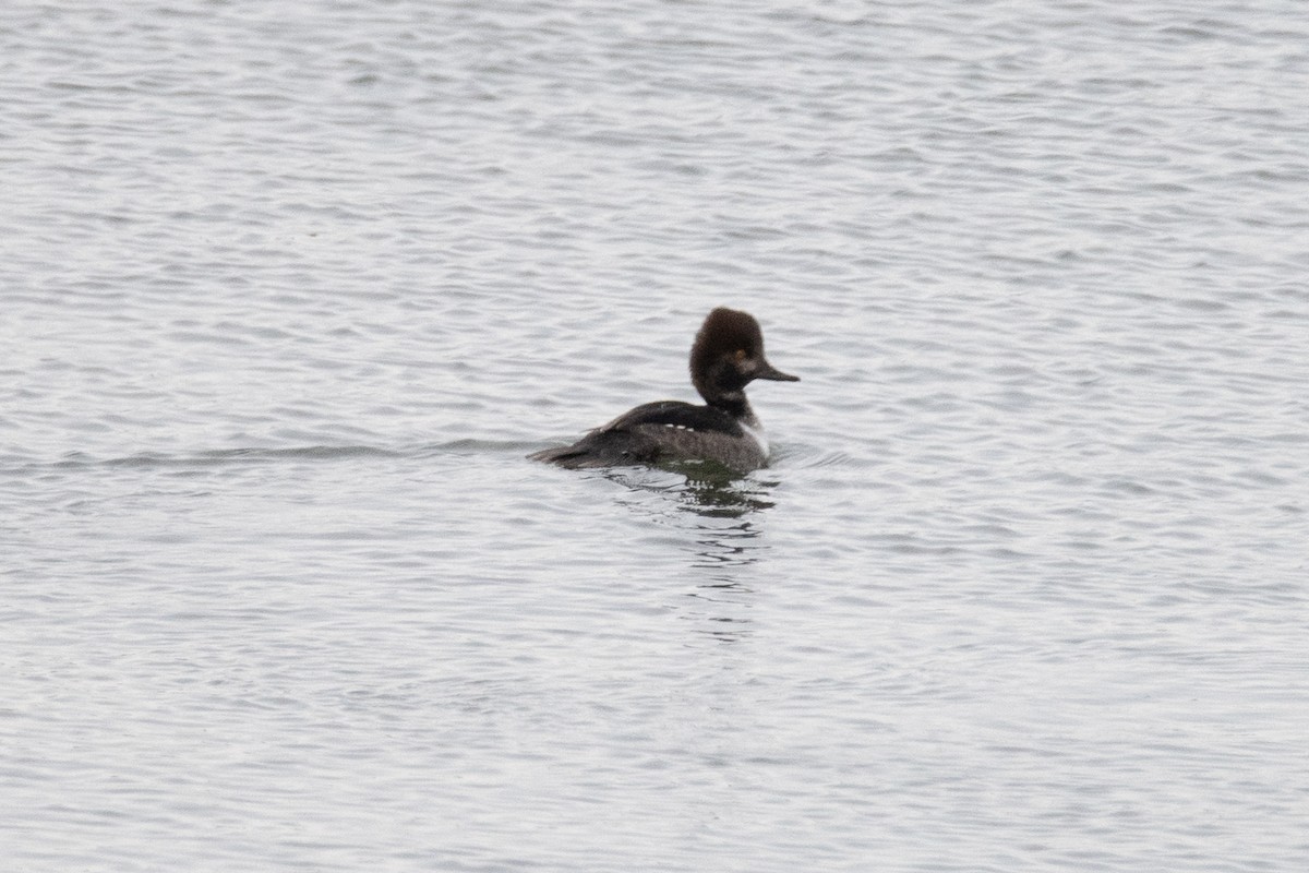 Common Goldeneye x Hooded Merganser (hybrid) - ML646279830