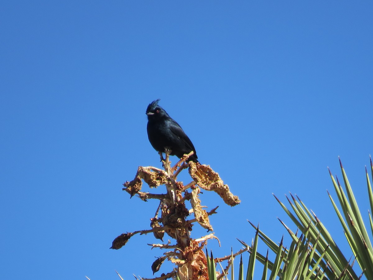 Phainopepla - ML646279834