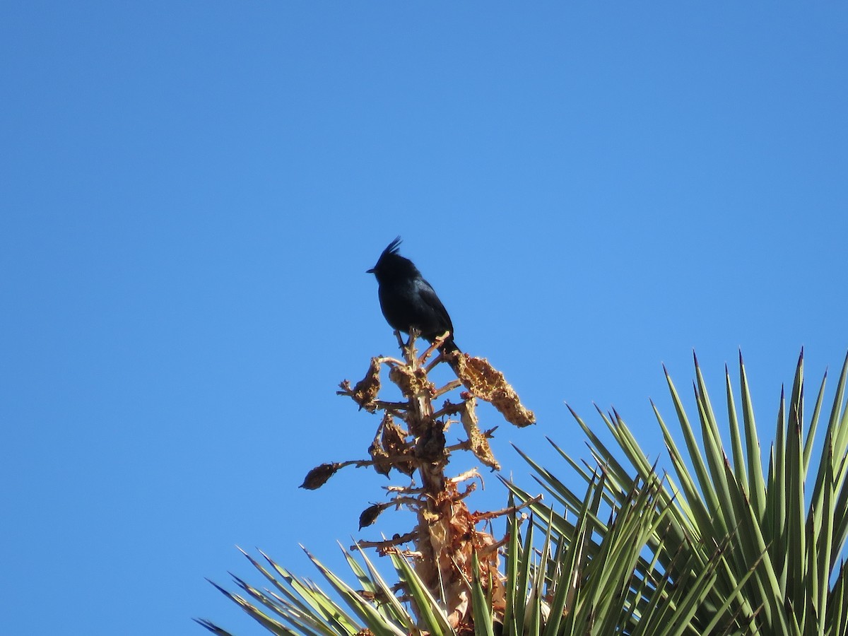 Phainopepla - ML646279835