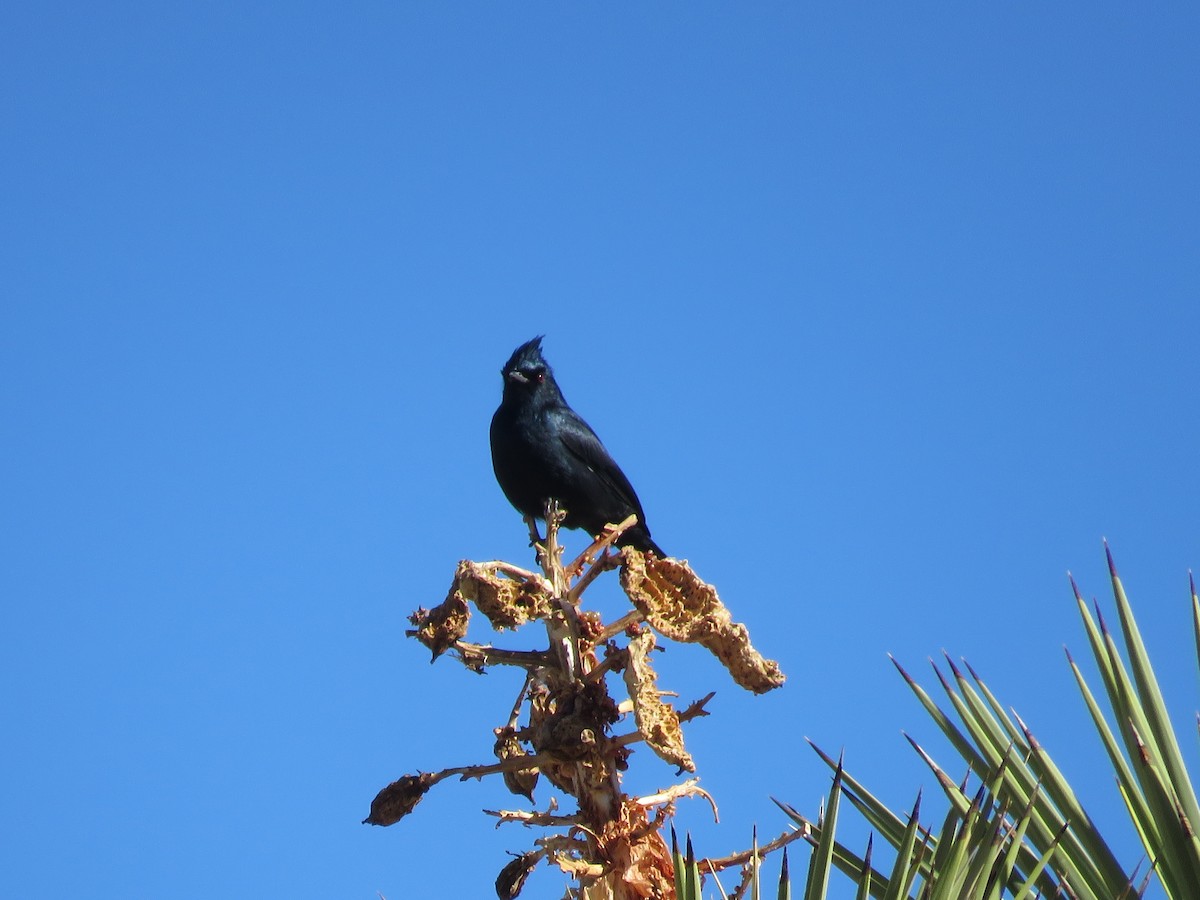 Phainopepla - ML646279836