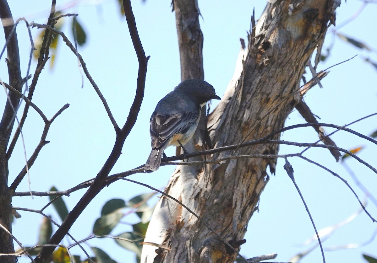 Rufous Whistler - ML646279841