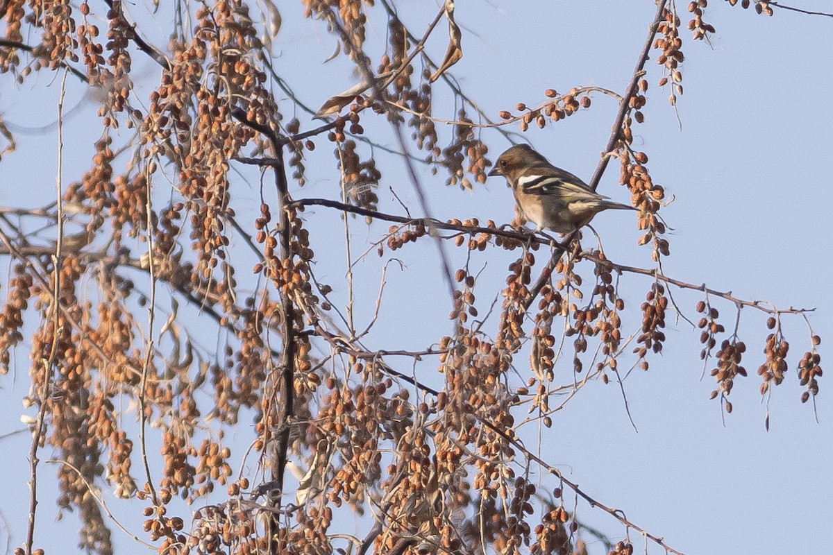 Common Chaffinch - ML646279846