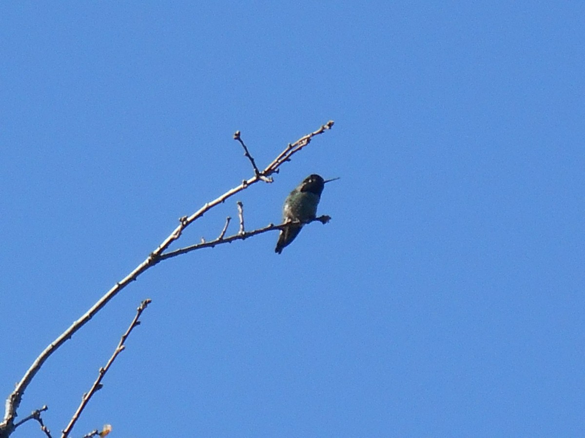 Anna's Hummingbird - ML646279847