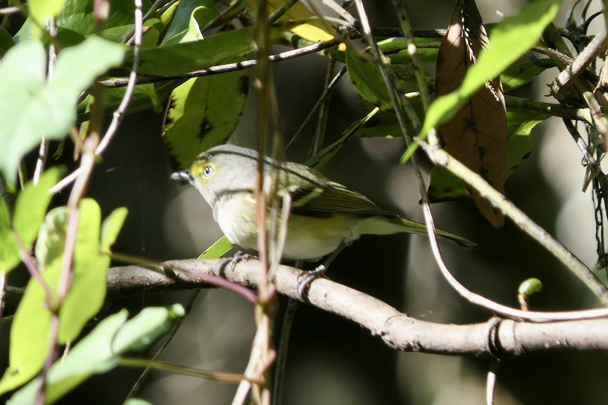 ויראו לבן-עין - ML646279850