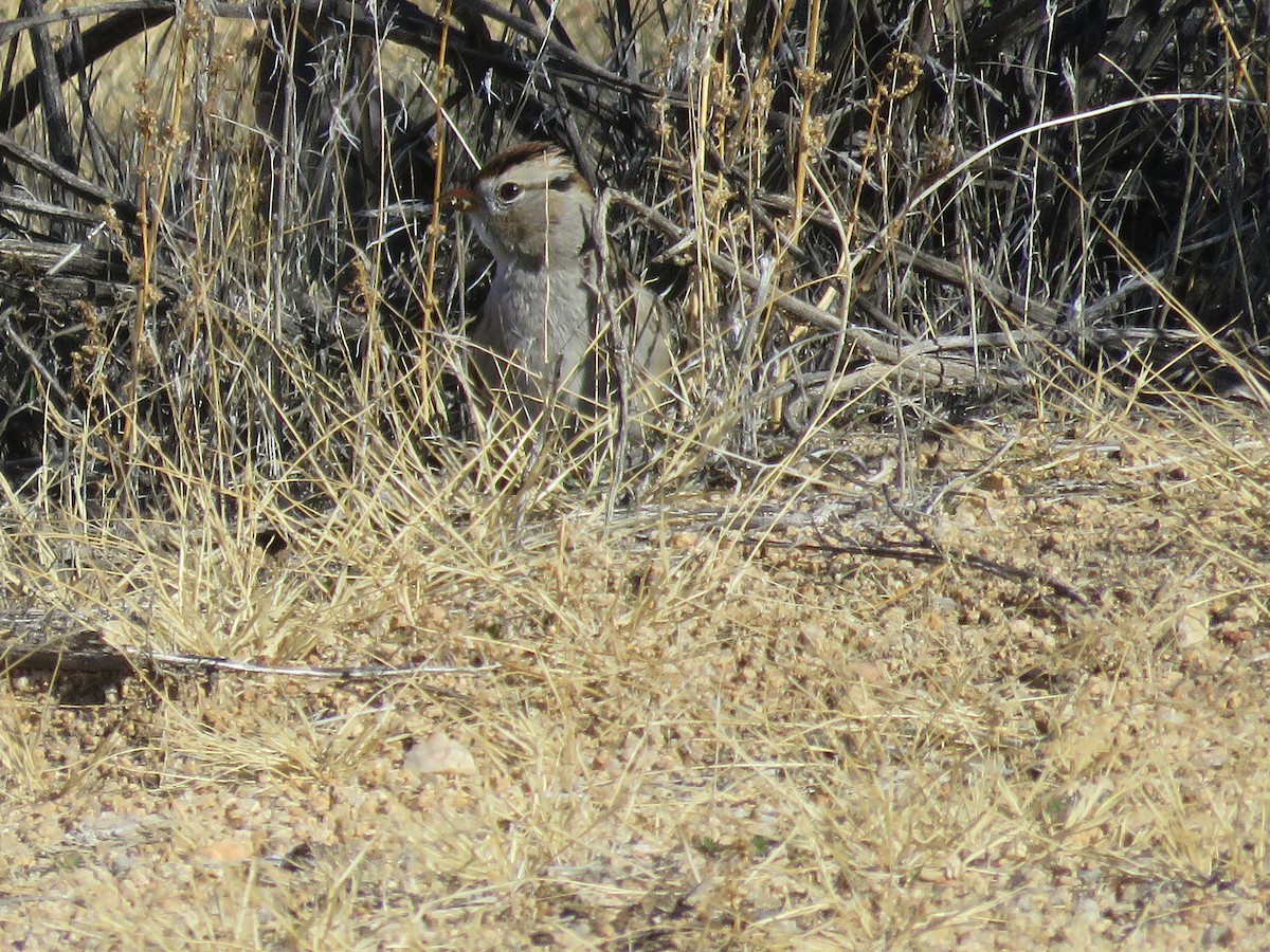 Porsuk Serçesi - ML646279853