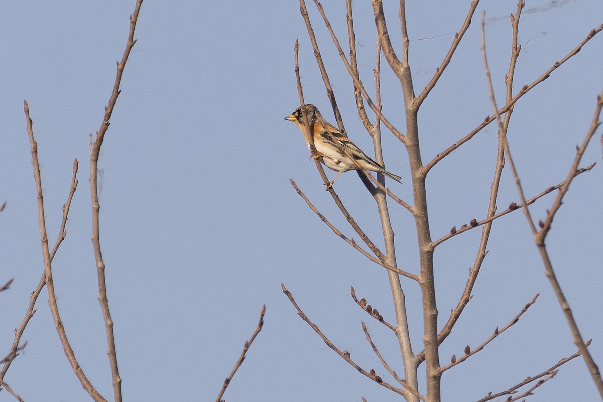 Brambling - ML646279855