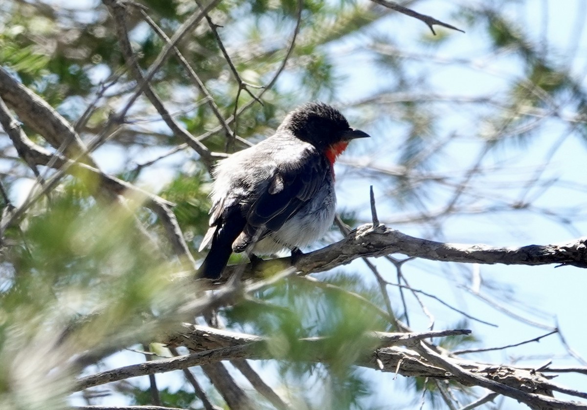 Mistletoebird - ML646279884