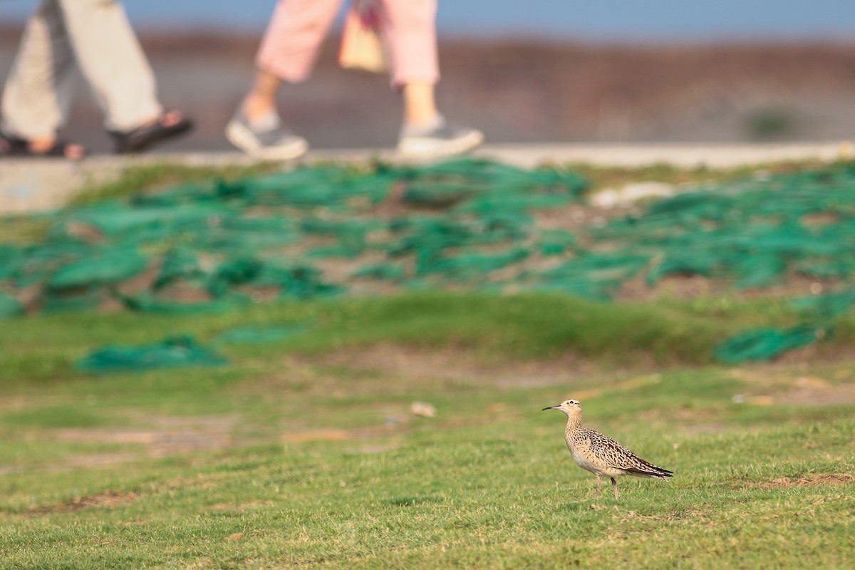Little Curlew - ML646279886