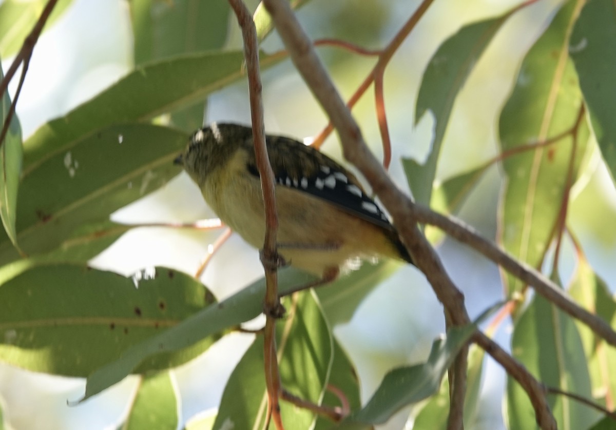 Spotted Pardalote - ML646279888
