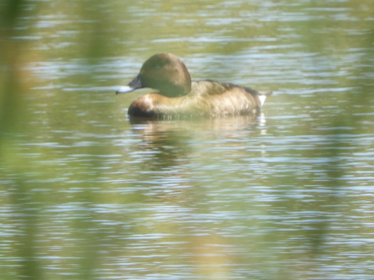 Hardhead - ML646279889