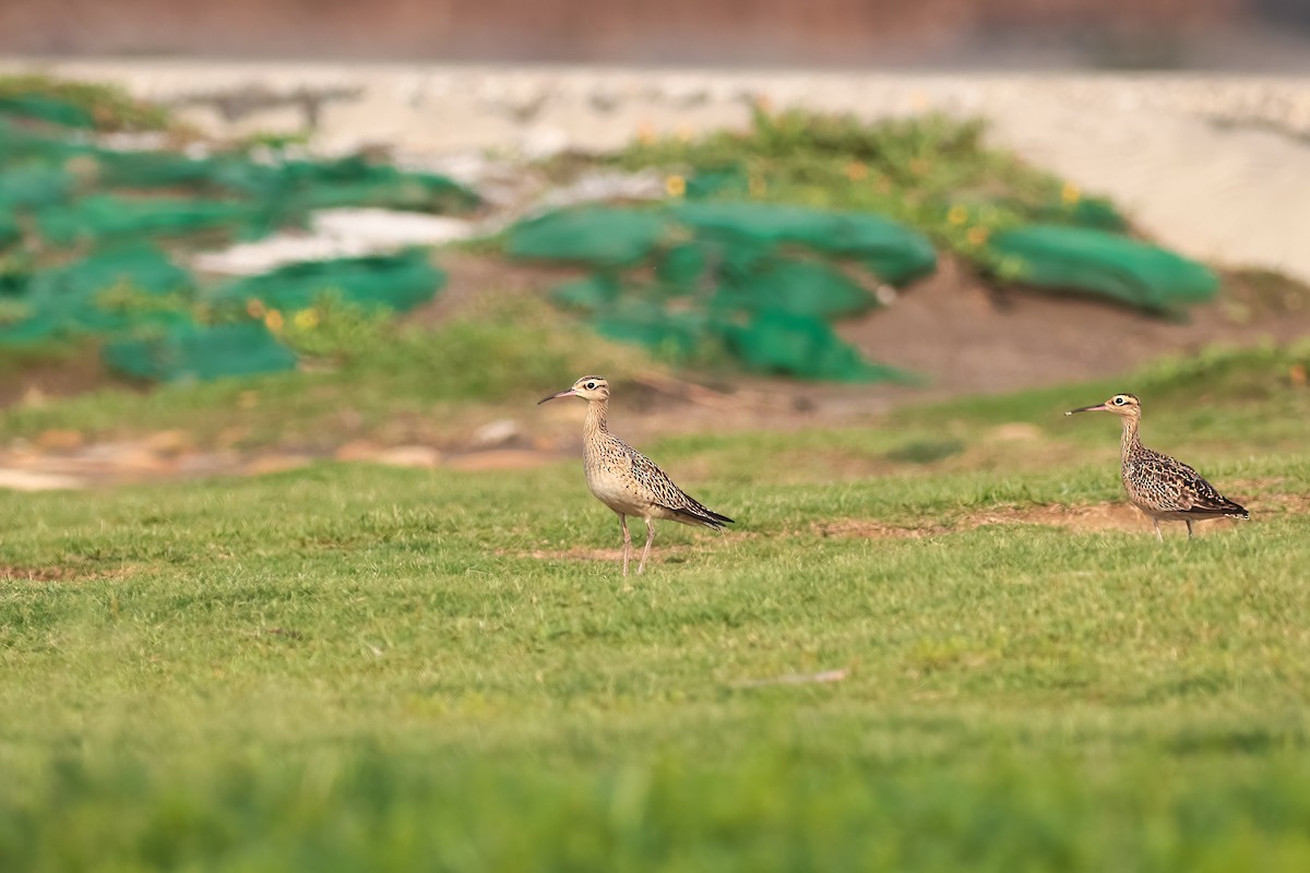Little Curlew - ML646279891