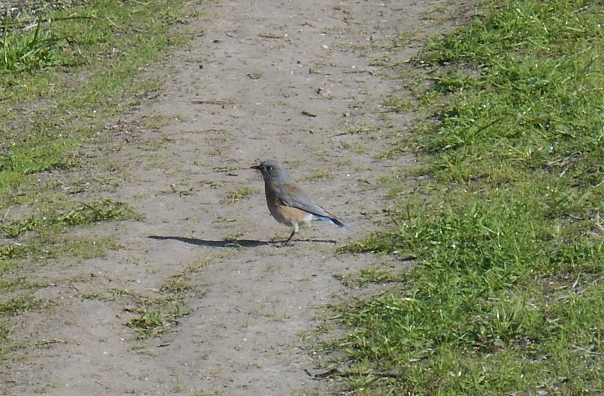 Western Bluebird - ML646279892
