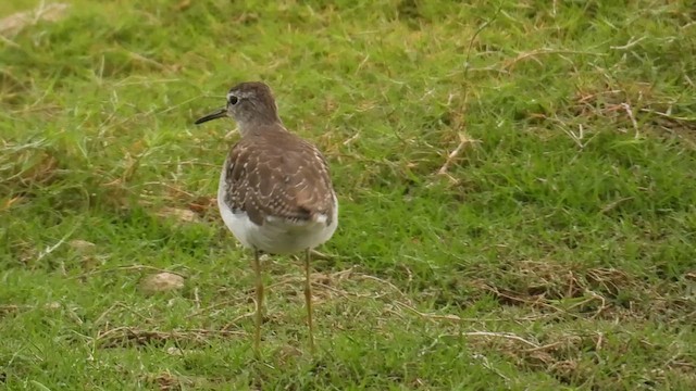 Wood Sandpiper - ML646279893