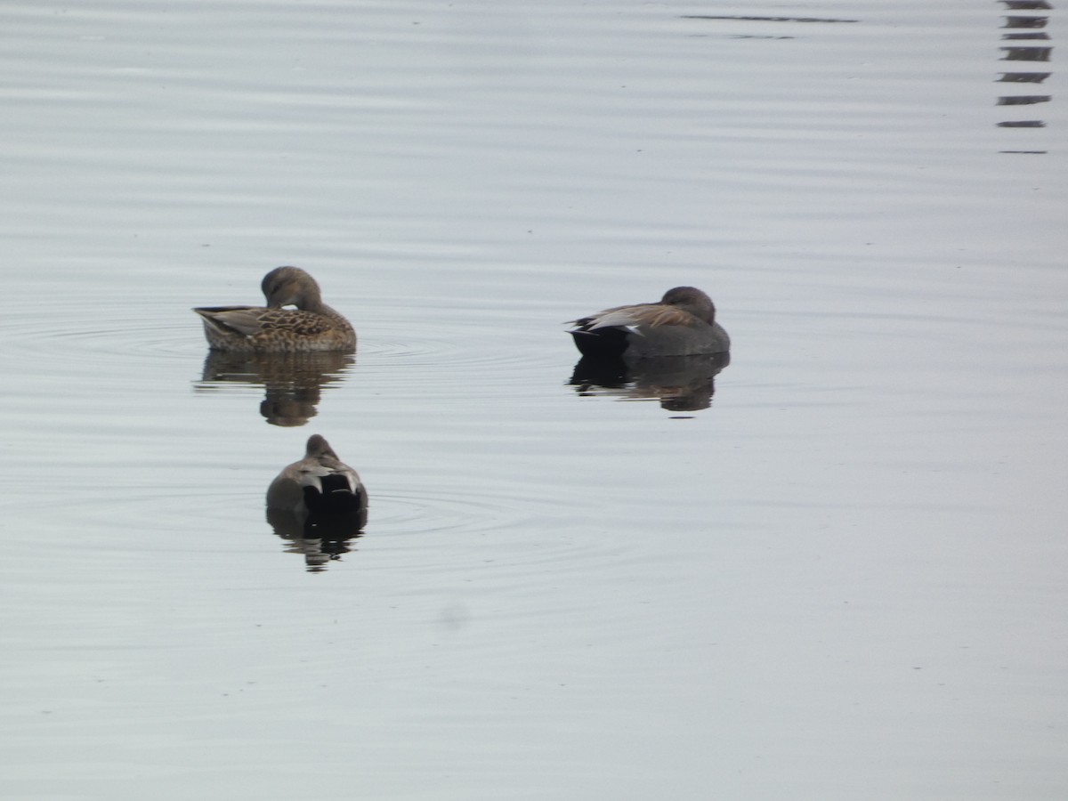 Boz Ördek - ML646279898