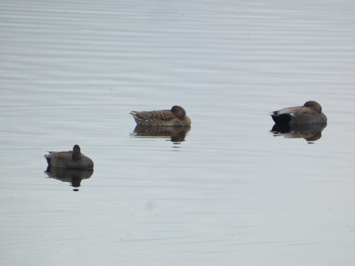 Boz Ördek - ML646279904