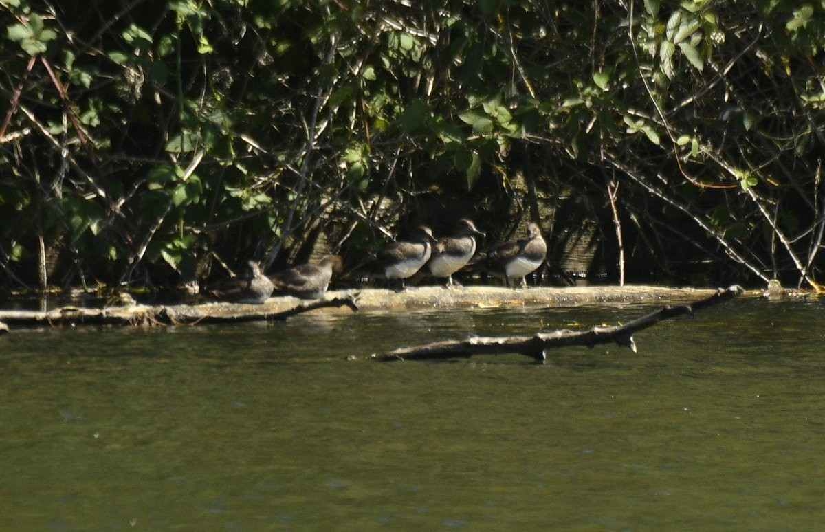 Smergo dal cappuccio - ML646279907