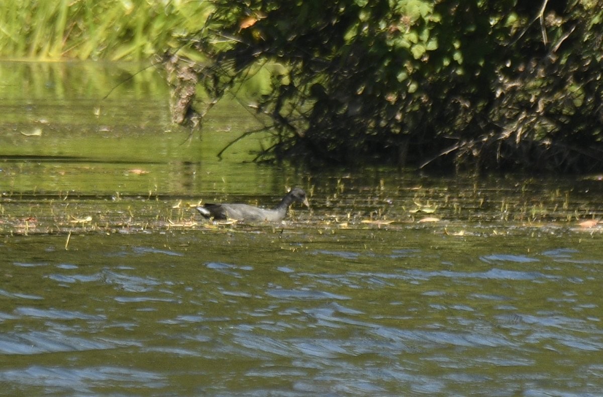 American Coot (Red-shielded) - ML646279912