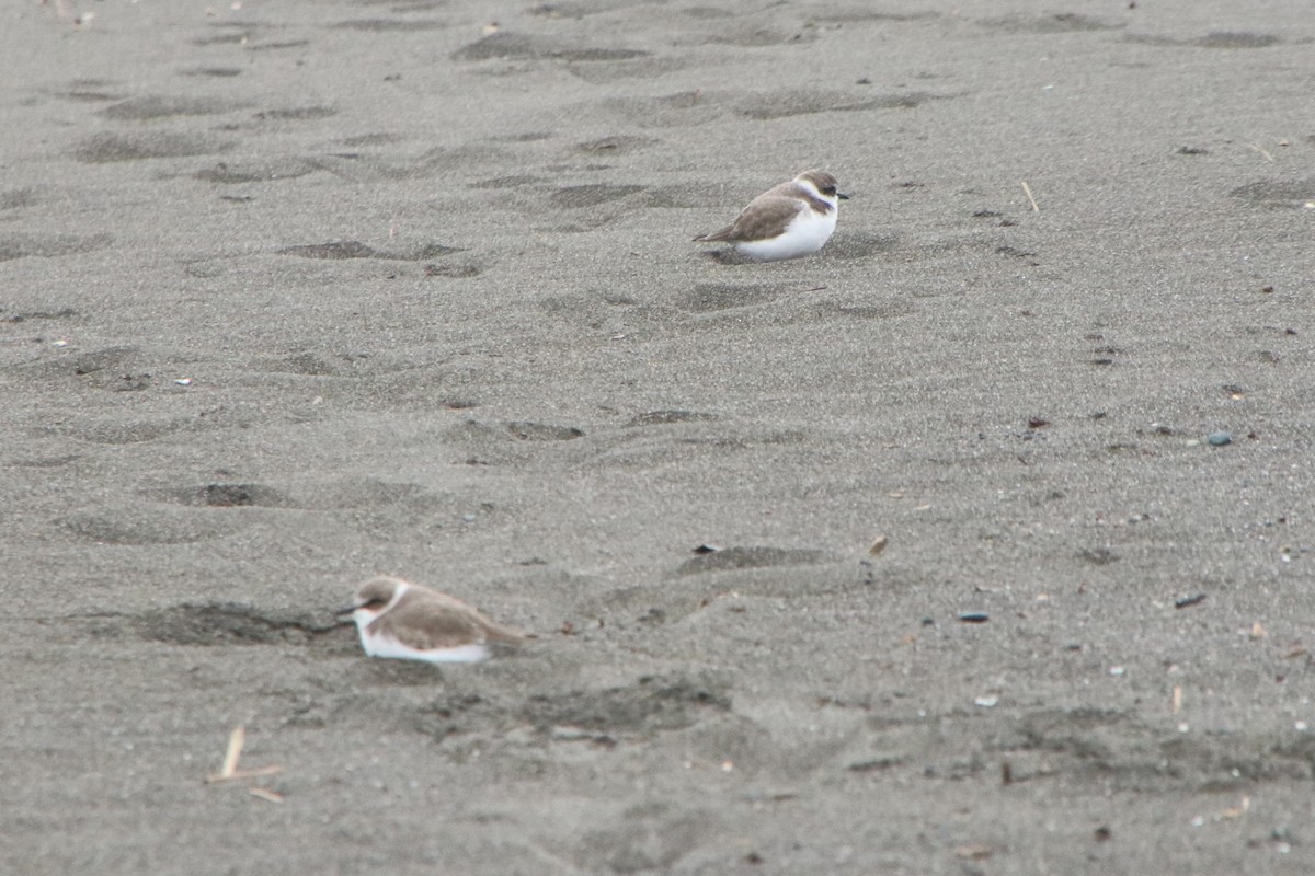 Kentish Plover (Kentish) - ML646279913
