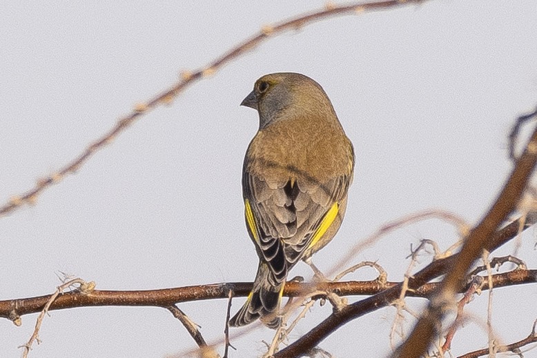 European Greenfinch - ML646279915