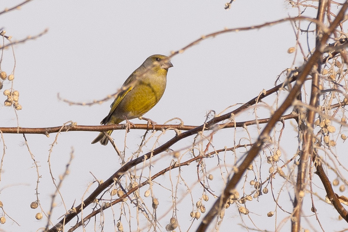 European Greenfinch - ML646279916