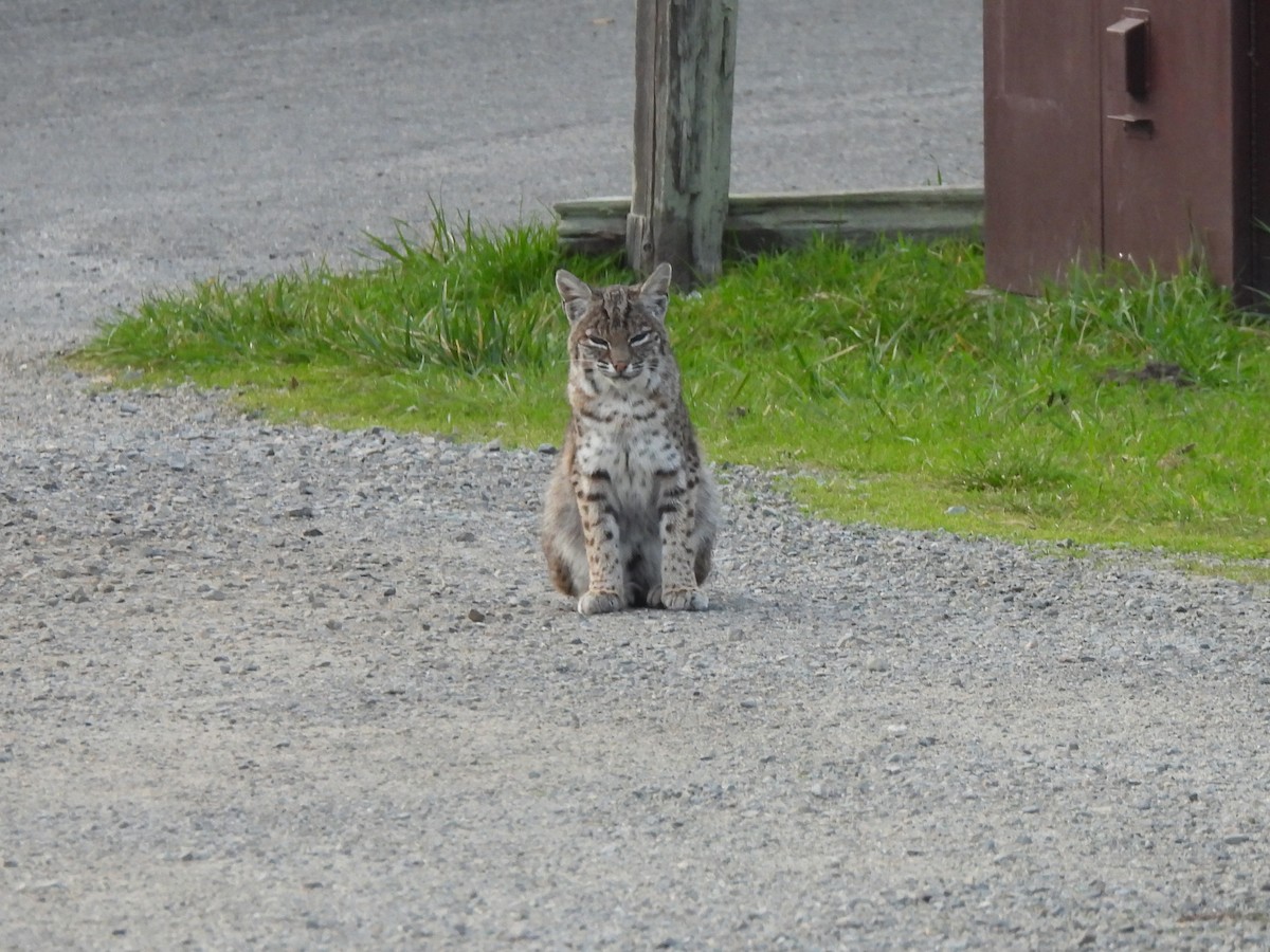 Western Bobcat - ML646279917