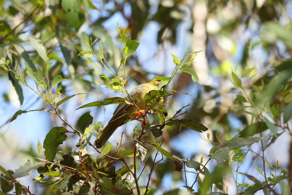 Bell Miner - ML646279922