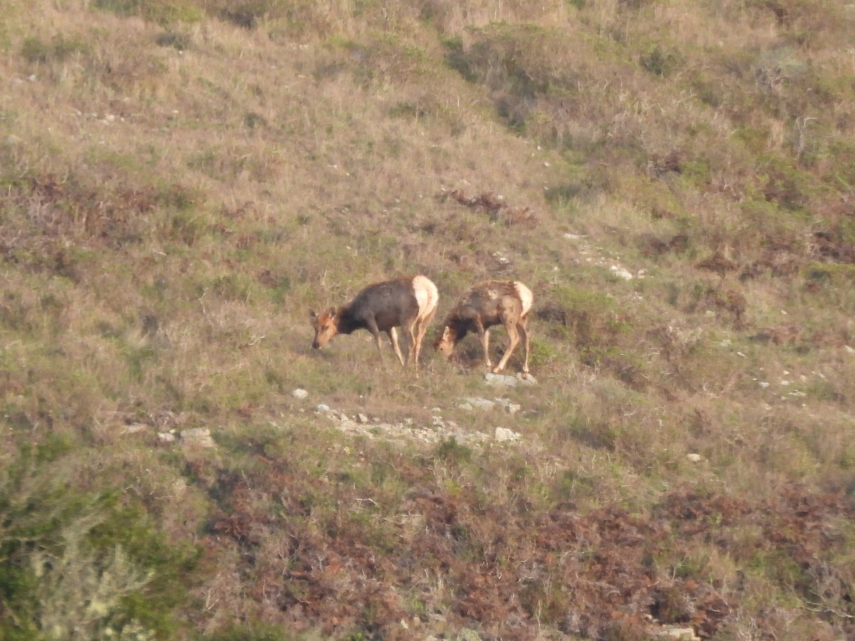 Tule Elk - ML646279923