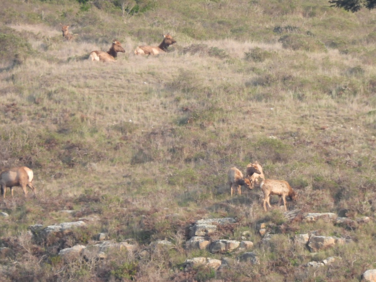 Tule Elk - ML646279924