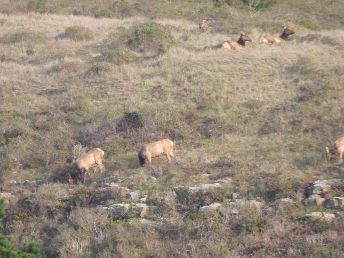 Tule Elk - ML646279925