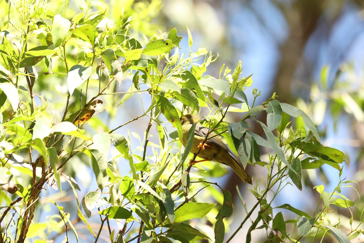 Bell Miner - ML646279926