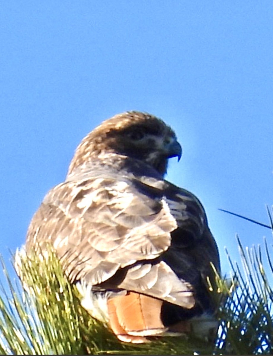 Red-tailed Hawk - ML646279927
