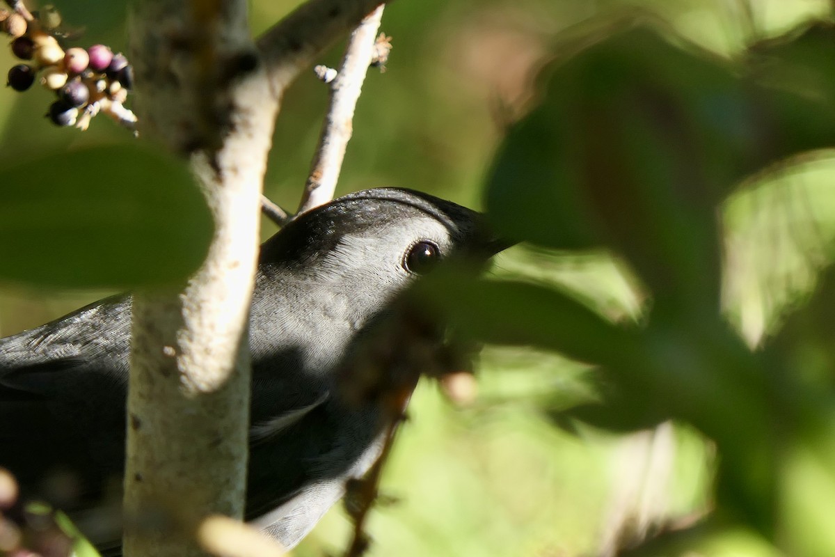 Gray Catbird - ML646279928