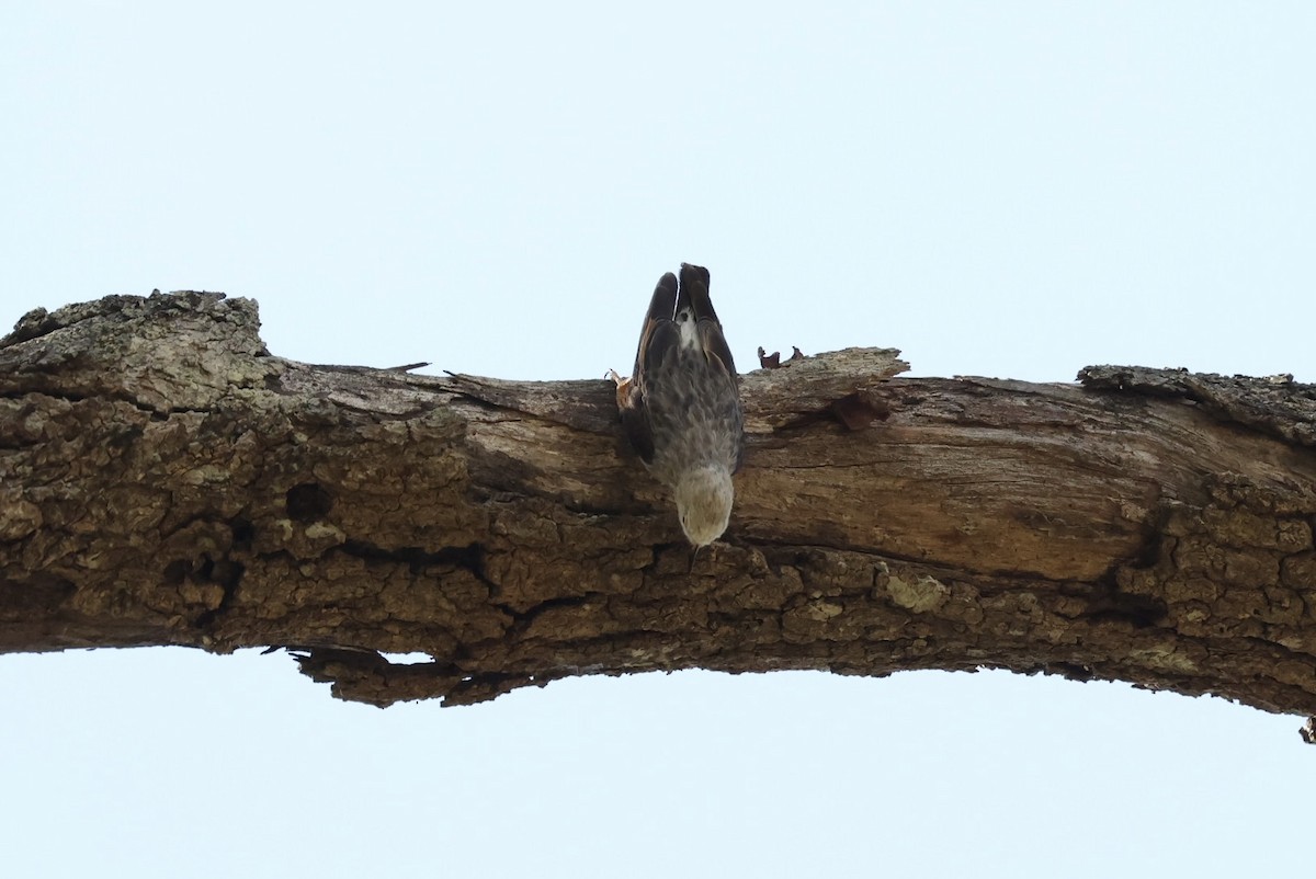 Varied Sittella - ML646279929