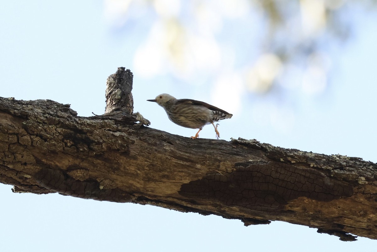 Varied Sittella - ML646279930