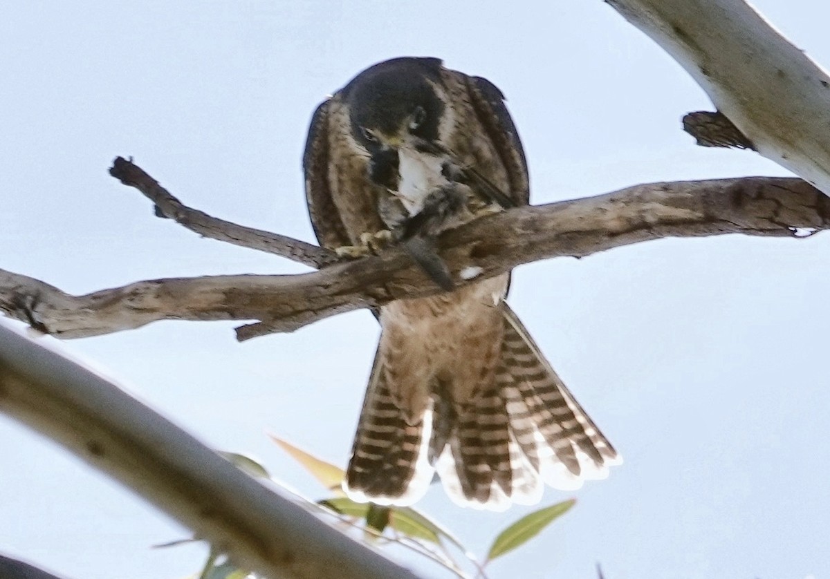 Australian Hobby - ML646279934