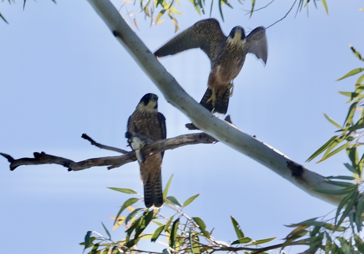Australian Hobby - ML646279936