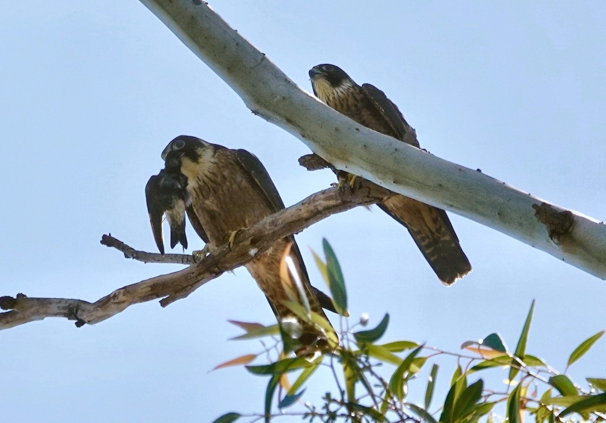 Australian Hobby - ML646279937