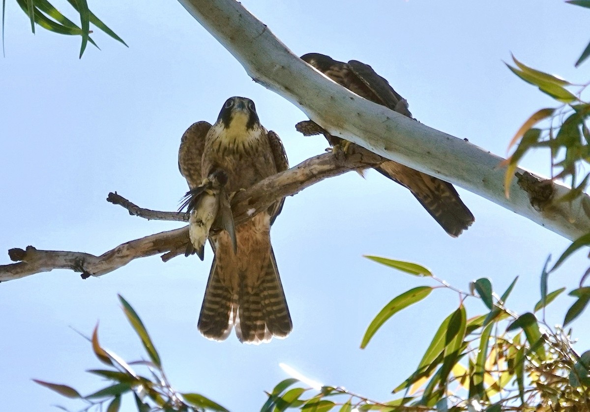 Australian Hobby - ML646279938