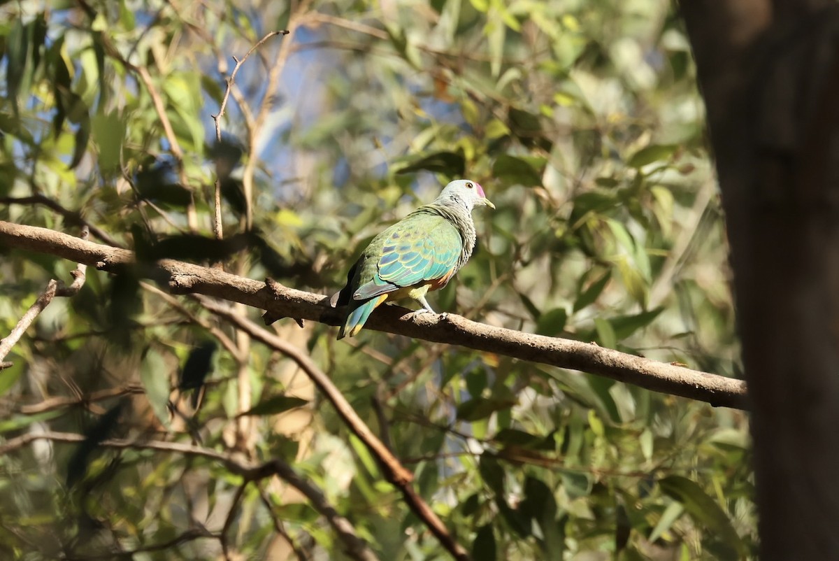 Rose-crowned Fruit-Dove - ML646279941