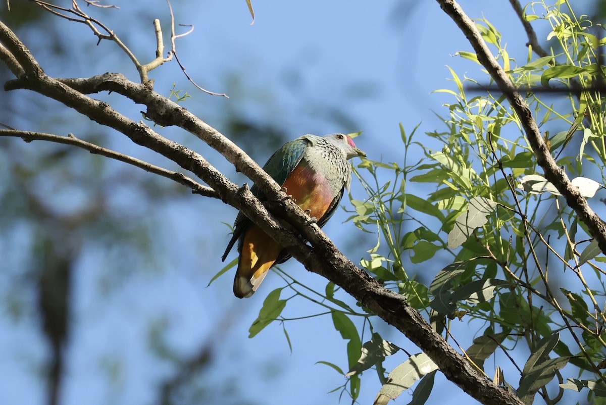 Rose-crowned Fruit-Dove - ML646279947