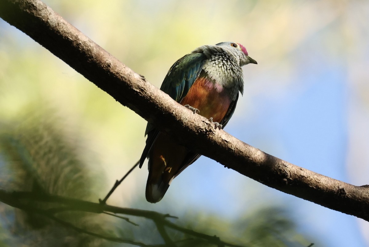 Rose-crowned Fruit-Dove - ML646279949