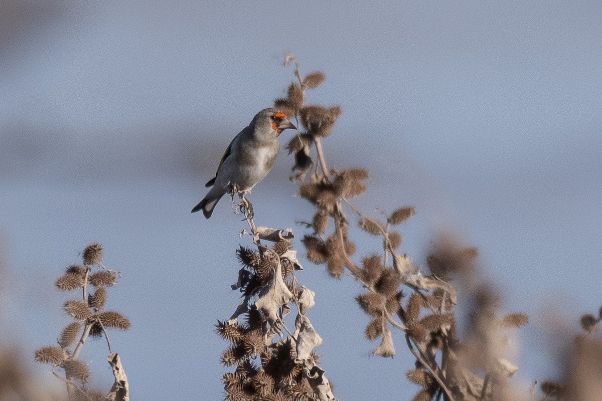 Jilguero Oriental - ML646279950