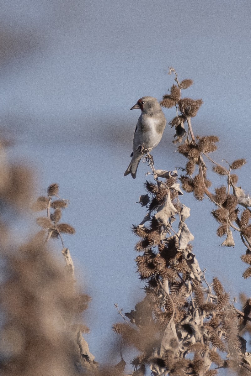 Jilguero Oriental - ML646279951