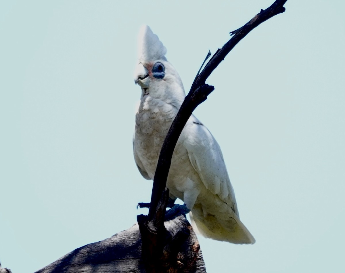 Little Corella - ML646279955