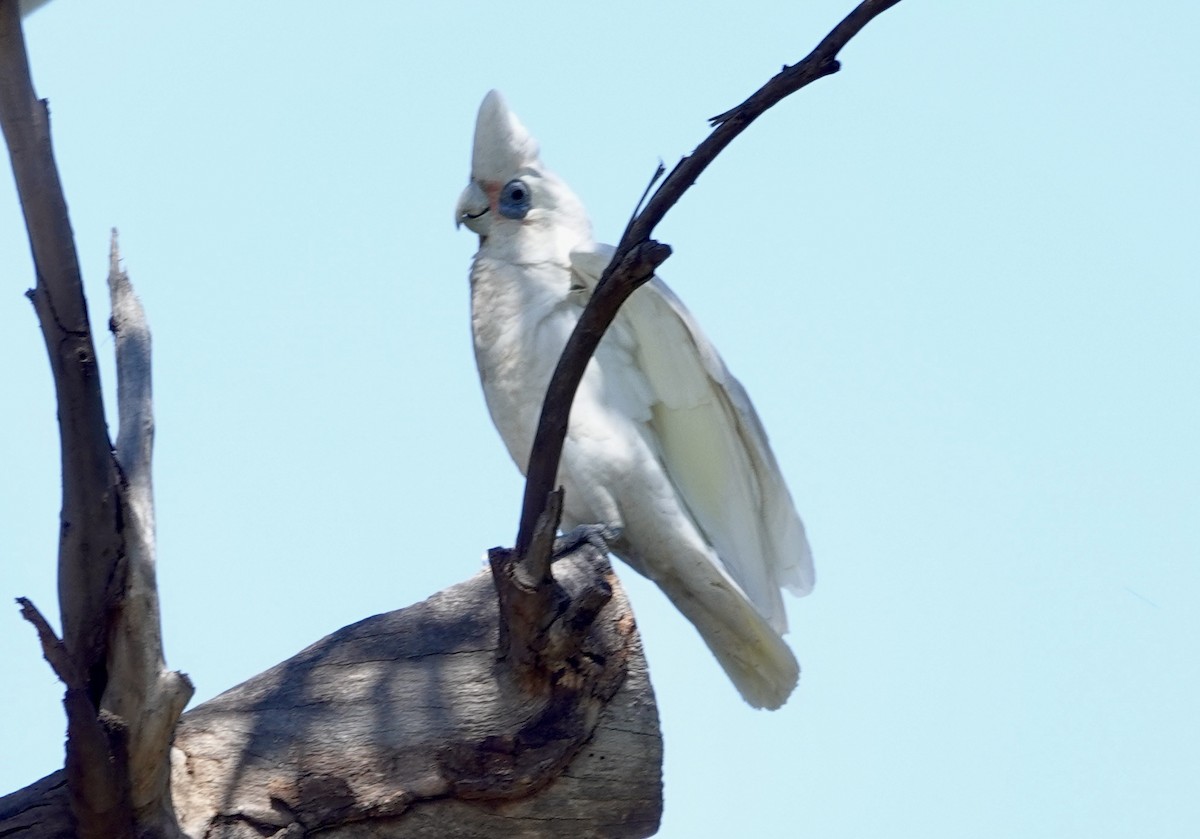 Little Corella - ML646279956