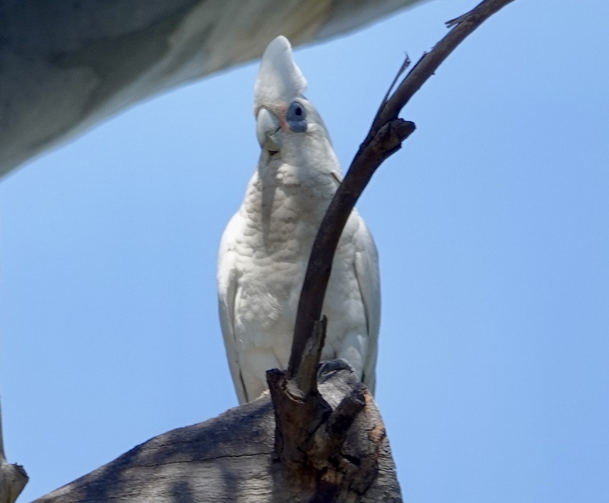Little Corella - ML646279957