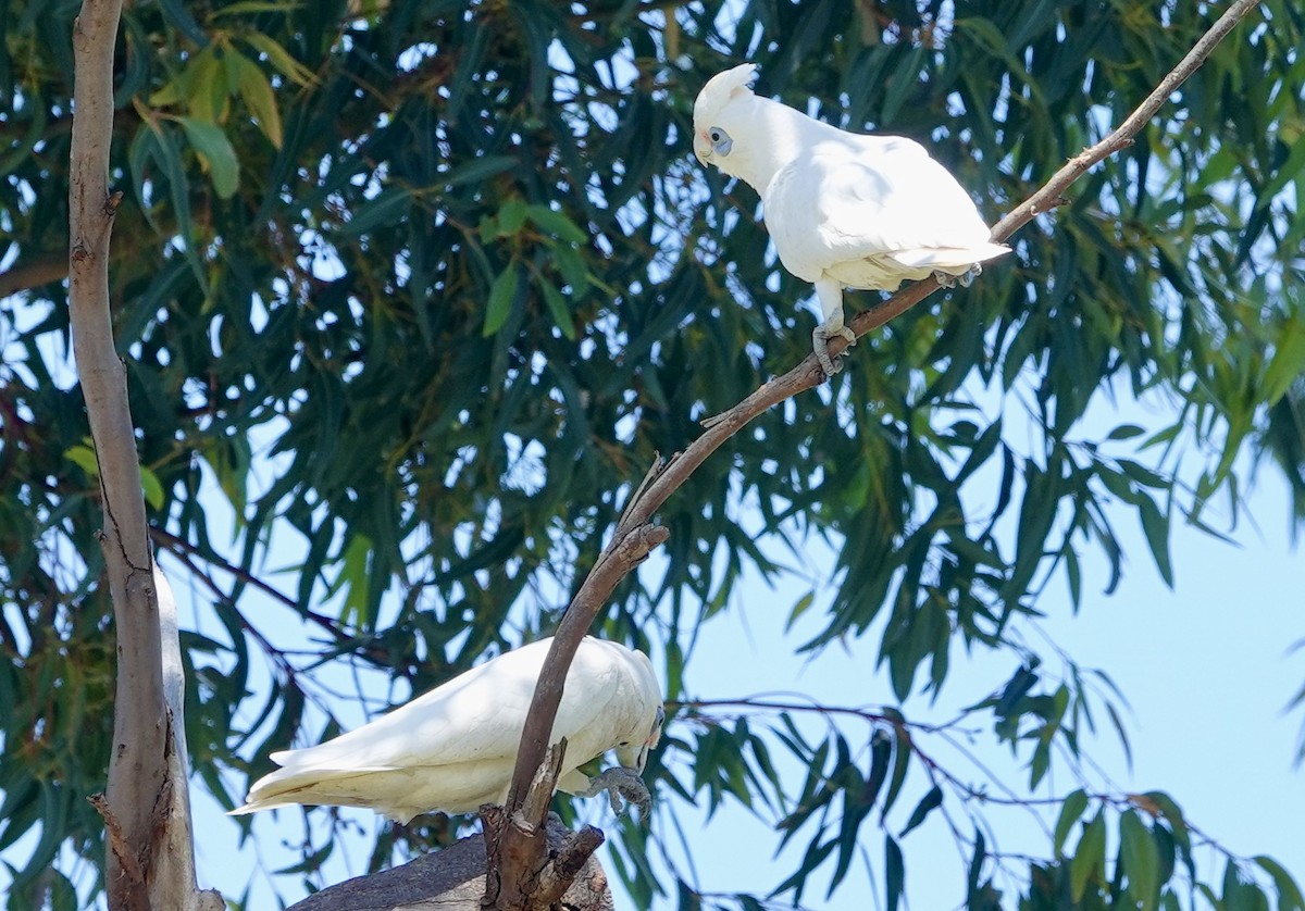 Little Corella - ML646279958